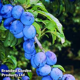 Damson (Prunus) Shropshire Prune