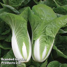 Chinese Cabbage Atsuko - Organic Seeds