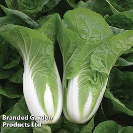 Chinese Cabbage Atsuko (Organic) Seeds