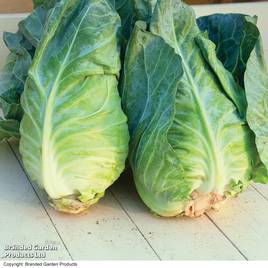Cabbage Greyhound - Seeds