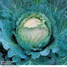 Cabbage Savoy January King 3 - Seeds