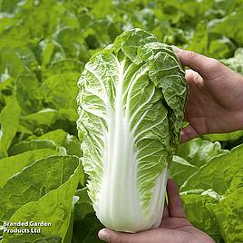 Cabbage Chinese Manoko F1 - Organic Seeds