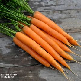 Carrot Amsterdam Forcing - Organic Seeds