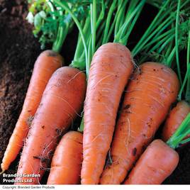 Carrot Autumn King 2 - Organic Seeds