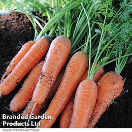 Seed Tape - Carrot Early Nantes 5 Seeds