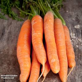 Carrot Maestro F1 - Seeds