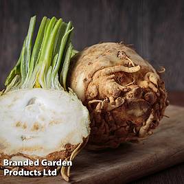 Celeriac Mars - Organic Seeds