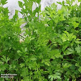 Celery Leaf - Organic Seeds