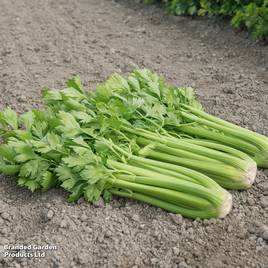 Celery Tango