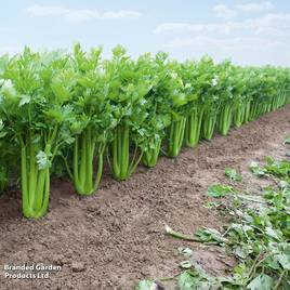 Celery Tango - Organic Seeds