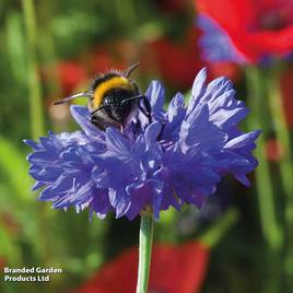 Cornflower Blue Diadem - Seeds