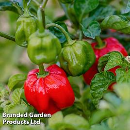 Pepper Chilli Seeds - Scotch Bonnet