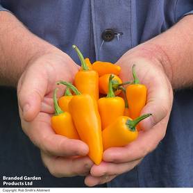 Chilli Pepper Golden Jalapeno - Seeds