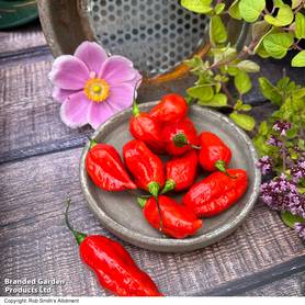 Chilli Pepper Pit Viper Naga - Seeds