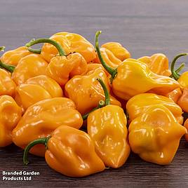 Chilli Pepper Scotch Bonnet Orange - Seeds