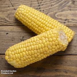 Sweetcorn My Fair Lady F1 - Organic Seeds