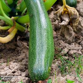 Courgette Alberello Di Sarzana - Organic Seeds