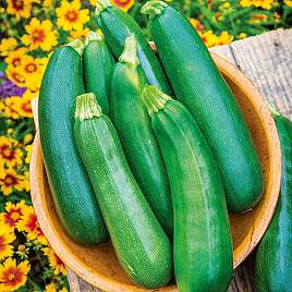 Courgette Sure Thing (Patio) F1