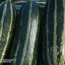 Marrow Tiger Cross - Seeds