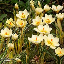 Crocus chrysanthus Cream Beauty