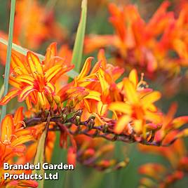 Crocosmia Firestarter (Firestars Series)