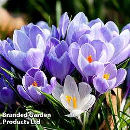 Crocus Grand Maitre