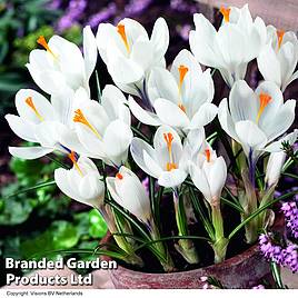 Crocus Jeanne dArc