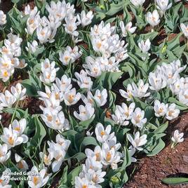 Crocus Jeanne dArc
