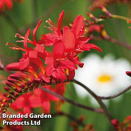 Crocosmia Lucifer