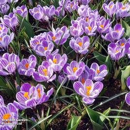 Crocus Pickwick