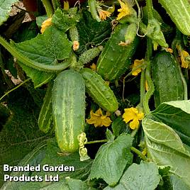 Cucumber Dar - Seeds