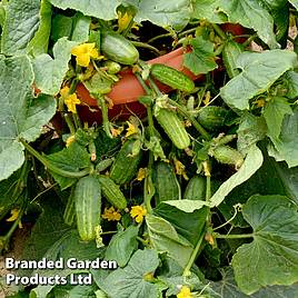 Cucumber Seeds - Dar