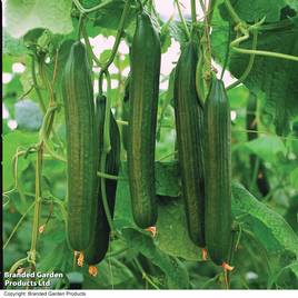 Cucumber Carmen F1 Hybrid (Grafted)
