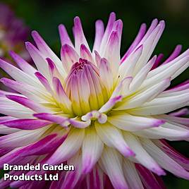 Dahlia Badger Twinkle