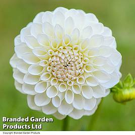 Dahlia Boom Boom White