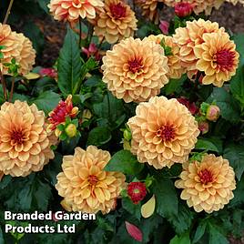 Dahlia Crème de Cognac