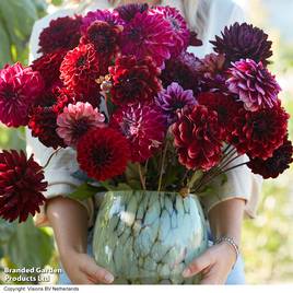 Dahlia Dark Bouquet Mix