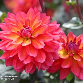 Dahlia Fire Pot