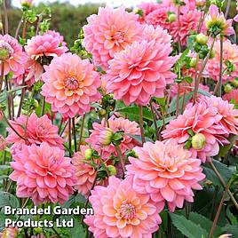 Dahlia Great Silence