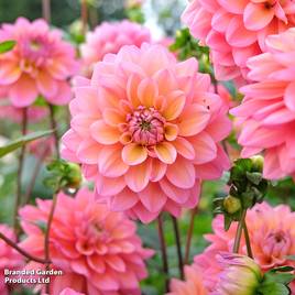 Dahlia Great Silence