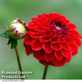 Dahlia Maroon Fox