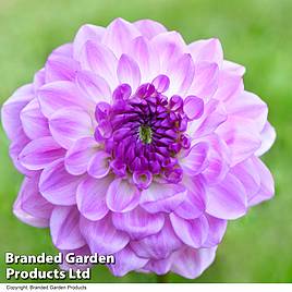 Dahlia Mediterranee