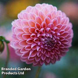 Dahlia Nathalie G