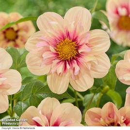 Dahlia Rhubarb and Custard