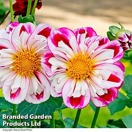 Dahlia Rumble Bumble