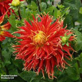 Dahlia Show N Tell
