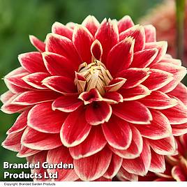 Dahlia Dinner Plate Sun Explosion