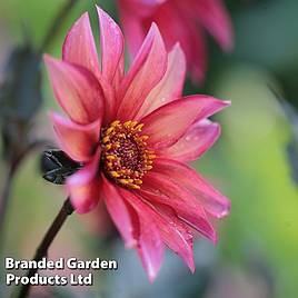 Dahlia Waltzing Mathilda