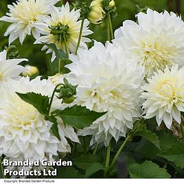 Dahlia Dinner Plate White Perfection