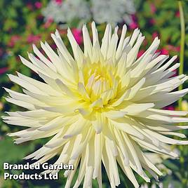 Dahlia Yellow Star